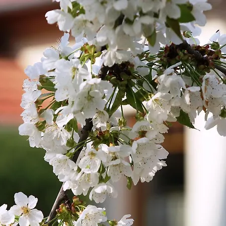 主之耳语酒店 招待所 Nagykoru