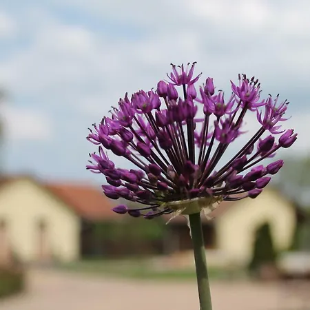 主之耳语酒店 招待所