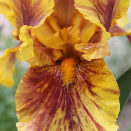 主之耳语酒店 招待所 Nagykoru